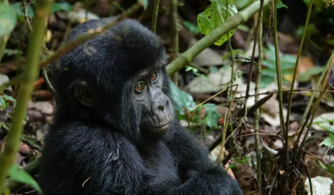 How to Go Trekking with Gorillas in Uganda